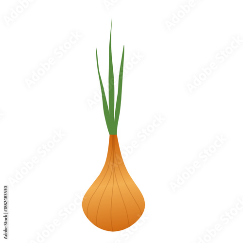 Illustration of an onion plant. Onion with green leaves. Flat design of an onion. Onion illustration. Onion plantation. Onion vector