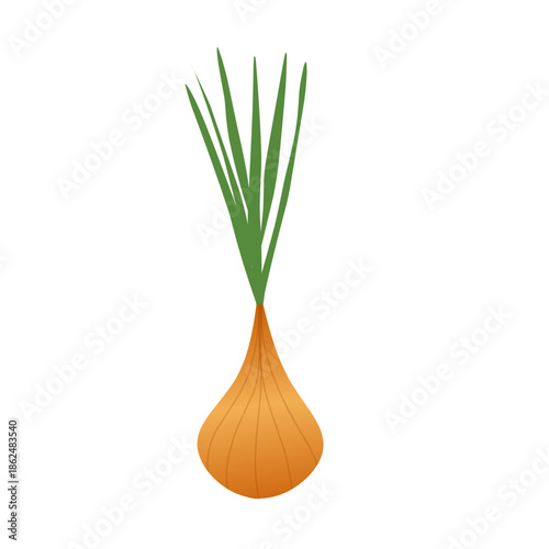 Illustration of an onion plant. Onion with green leaves. Flat design of an onion. Onion illustration. Onion plantation. Onion vector