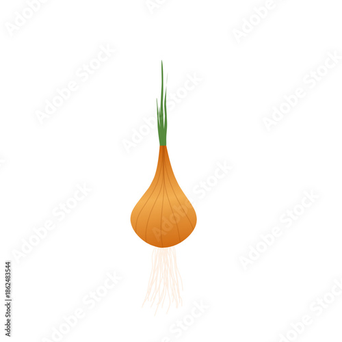 Illustration of an onion plant. Onion with green leaves. Flat design of an onion. Onion illustration. Onion plantation. Onion vector