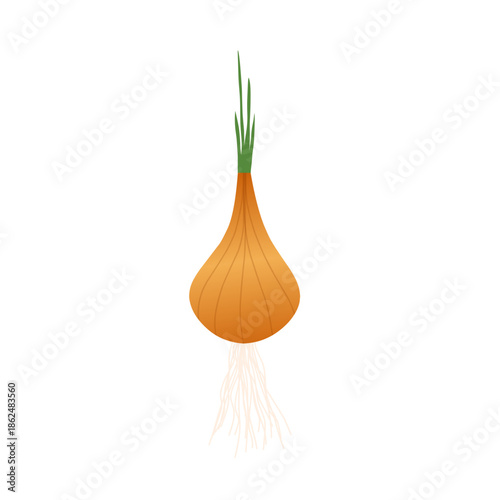 Illustration of an onion plant. Onion with green leaves. Flat design of an onion. Onion illustration. Onion plantation. Onion vector