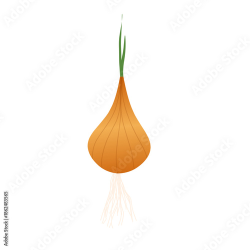 Illustration of an onion plant. Onion with green leaves. Flat design of an onion. Onion illustration. Onion plantation. Onion vector