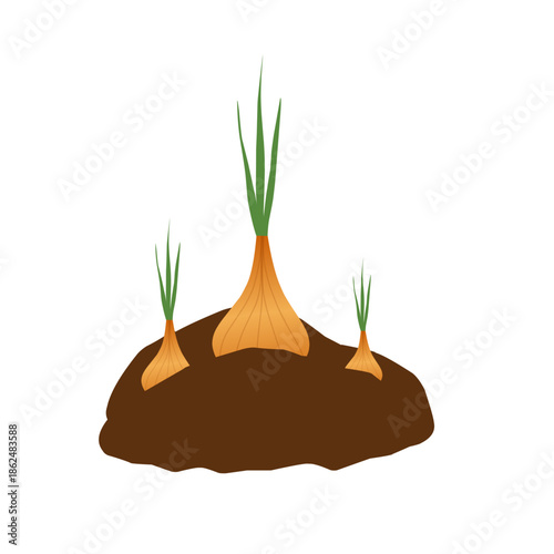 Illustration of an onion plant. Onion with green leaves. Flat design of an onion. Onion illustration. Onion plantation. Onion vector