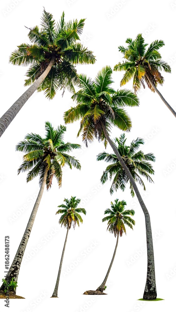 Fototapeta premium Group of tropical palm trees, upward angle against a clean white backdrop