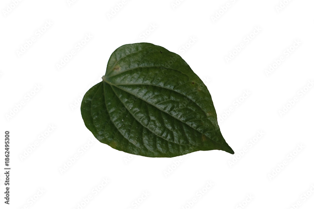 Fototapeta premium A leaf is shown on a white background