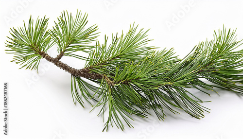 Isolated Swiss Stone Pine Branch On A White Background