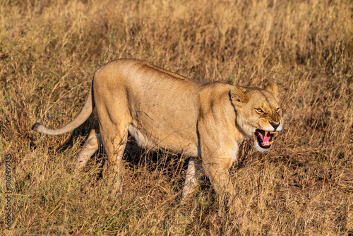 Telephoto of a female lion -Panthera Leo- in the Serengeti, Tanzania
