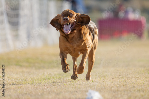 Obraz na płótnie Bloodhound dog with his skin flapping as he is running