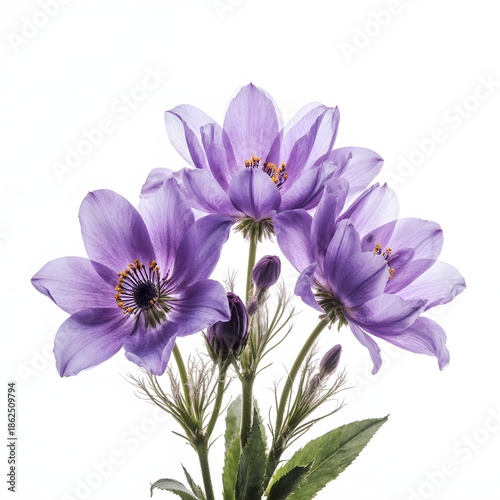 Elegant cluster of purple anemone flowers on a white background