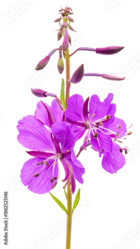 Upright magenta flower with emerging buds on a slender stalk, isolated on white, showing delicate detail