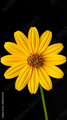 Vibrant yellow flower with radial petals, centered against a deep black backdrop, showcasing its intricate detail