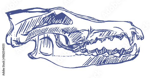 hand drawn vector illustration of a dog skull