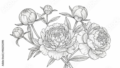 Paeonia flower drawing line art illustration botanical sketch.