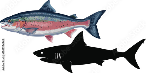 Stylized salmon and shark illustration, realistic fish anatomy comparison, aquatic wildlife art, silhouette and colored marine species