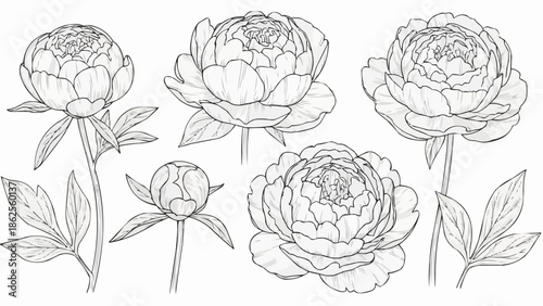 Set of hand-drawn peony flowers and buds in line art style.