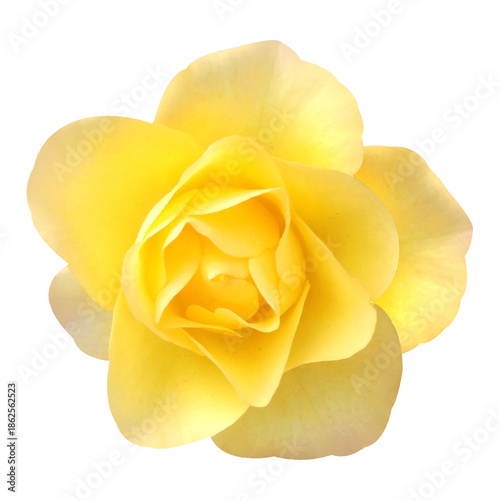 Wallpaper Mural yellow rose on white background Torontodigital.ca