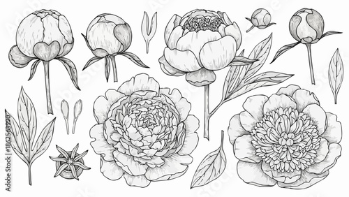 Pencil Sketch Botanical Illustration of Peony Flowers and Leaves.