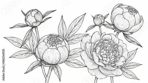 Pencil Sketch of Peony Flowers and Buds with Leaves.