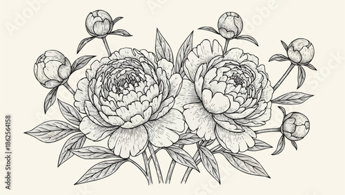 Pencil sketch of blooming peonies and buds in a bouquet.