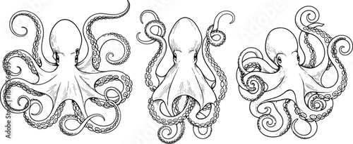 Three different detailed octopus line art illustrations with curled tentacles and textured skin for marine biology and seafood restaurant menus.