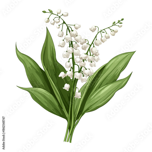 lily, plant, easter, festival, vector, transparent background, nature, white, isolated, floral, botanical, flower, fresh, beauty, unopened