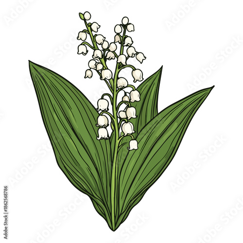 lily, plant, easter, festival, vector, transparent background, nature, white, isolated, floral, botanical, flower, fresh, beauty, unopened
