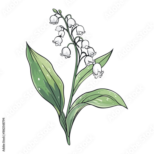 lily, plant, easter, festival, vector, transparent background, nature, white, isolated, floral, botanical, flower, fresh, beauty, unopened