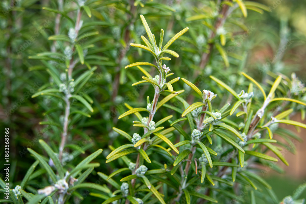 Obraz premium ローズマリーの花