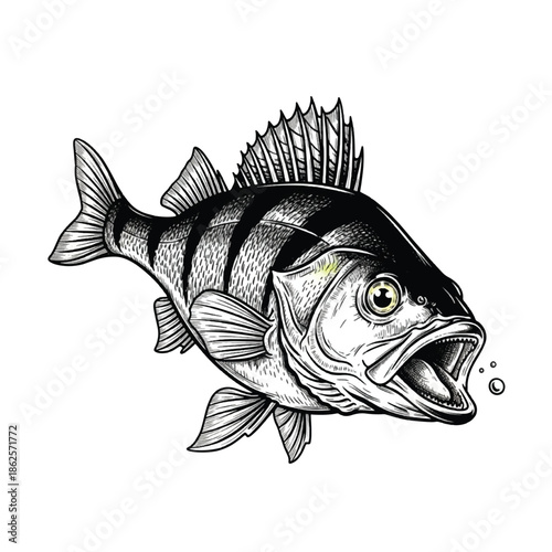 Large Mouth Bass Fish Side View.