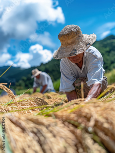 farmer, harvest, asian, senior, man, field, paddy, grain, rural, thailand, worker, traditional, lifestyle, organic, food, golden, nature, sustainability, abundance, prosperity, growth, success, herita