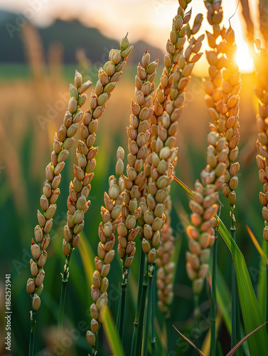 farmer, harvest, asian, senior, man, field, paddy, grain, rural, thailand, worker, traditional, lifestyle, organic, food, golden, nature, sustainability, abundance, prosperity, growth, success, herita