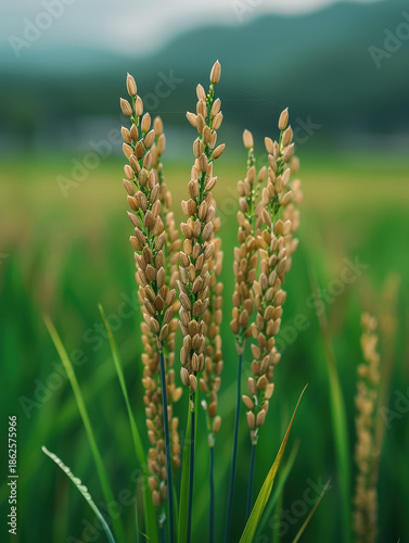 farmer, harvest, asian, senior, man, field, paddy, grain, rural, thailand, worker, traditional, lifestyle, organic, food, golden, nature, sustainability, abundance, prosperity, growth, success, herita