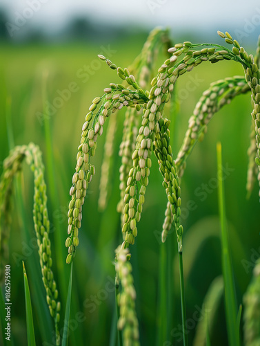 farmer, harvest, asian, senior, man, field, paddy, grain, rural, thailand, worker, traditional, lifestyle, organic, food, golden, nature, sustainability, abundance, prosperity, growth, success, herita