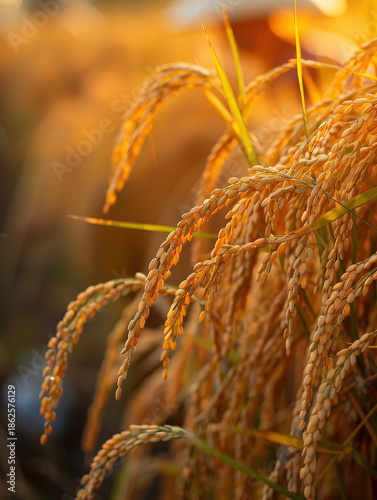 farmer, harvest, asian, senior, man, field, paddy, grain, rural, thailand, worker, traditional, lifestyle, organic, food, golden, nature, sustainability, abundance, prosperity, growth, success, herita