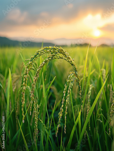 farmer, harvest, asian, senior, man, field, paddy, grain, rural, thailand, worker, traditional, lifestyle, organic, food, golden, nature, sustainability, abundance, prosperity, growth, success, herita