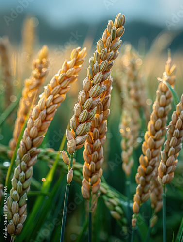 farmer, harvest, asian, senior, man, field, paddy, grain, rural, thailand, worker, traditional, lifestyle, organic, food, golden, nature, sustainability, abundance, prosperity, growth, success, herita