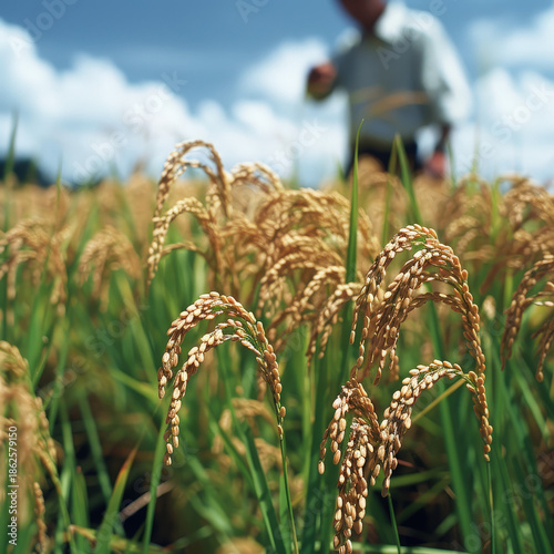 farmer, harvest, asian, senior, man, field, paddy, grain, rural, thailand, worker, traditional, lifestyle, organic, food, golden, nature, sustainability, abundance, prosperity, growth, success, herita