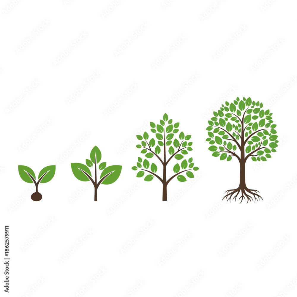 Obraz premium Stages of Tree Growth from Seedling to Mature Tree.