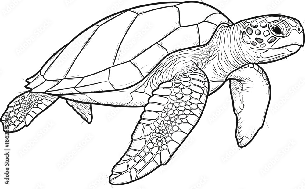 Obraz premium Detailed black and white line art drawing of a sea turtle swimming in ocean water
