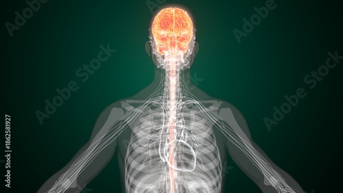 Male brain anatomy in red colour. 3d render
