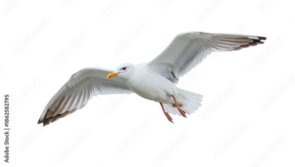 Obraz premium Majestic white seagull captured in graceful flight with outstretched wings against a pristine white background. High-quality image showcasing its natural beauty and intricate details
