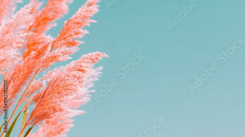 空の青さとふわふわした草の様子