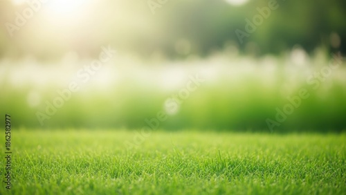 Easter morning sunshine on a lush green lawn with blurred background