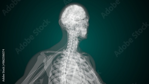 Bild auf Leinwand Male X ray anatomy with colourful background. 3d render