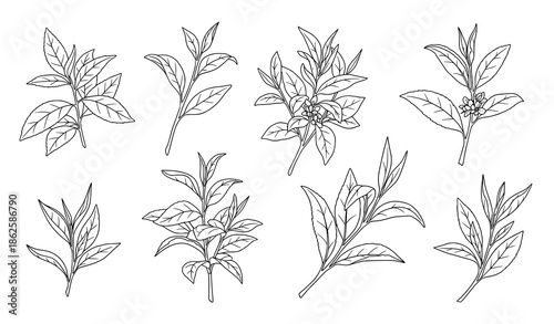 Green tea leaves hand drawn outline botanical vector set with branches and foliage