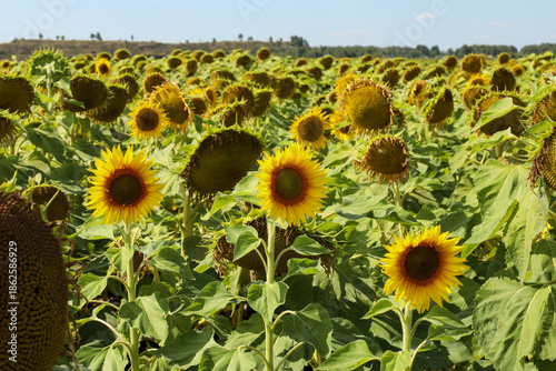 Wallpaper Mural ripening sunflowers under the summer sky in a large field Torontodigital.ca