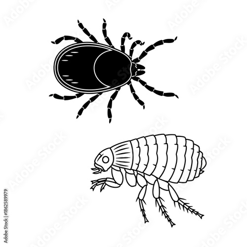 detailed illustration of a tick and a flea showcasing their anatomical structures in black and white silhouette