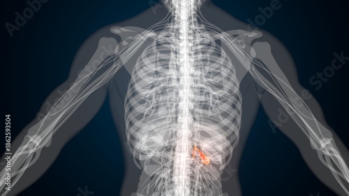 Photos Male red gallbladder anatomy with colourful background. 3d render