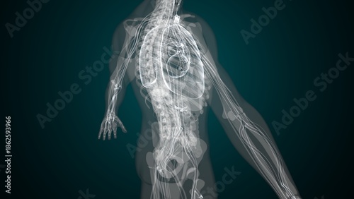 Foto Male X ray anatomy with colourful background. 3d render