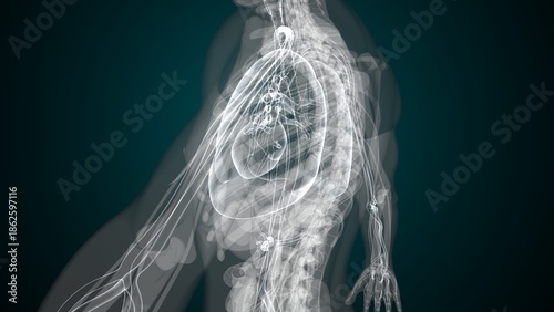 фотографія Male X ray anatomy with colourful background. 3d render