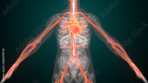 Photography Human heart with arteries anatomy. 3d render